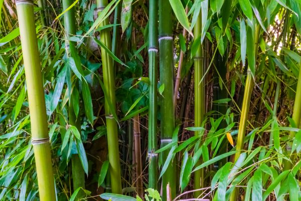 Cost of Bamboo Trimming in Olathe