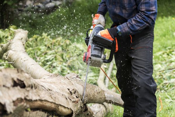 Cost of Branch Removal Service in Olathe