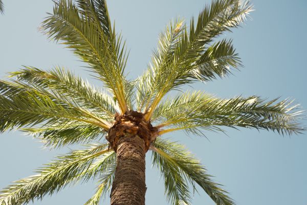 Palm Tree Pruning in Olathe