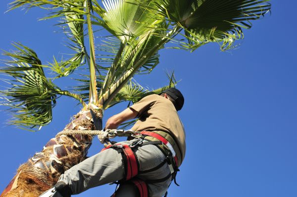 Palm Tree Trimming in Olathe
