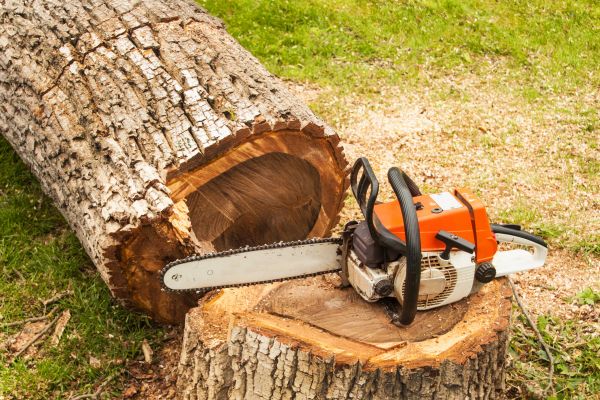 Tree Cutting Service in Olathe