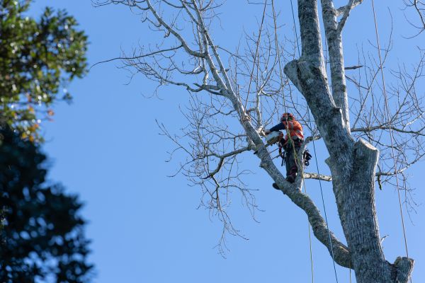 Cost of Tree Topping Service in Olathe