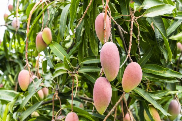 Cost of Mango Tree Trimming in Olathe