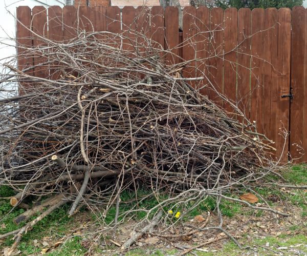 Cost of Dead Branch Removal in Olathe