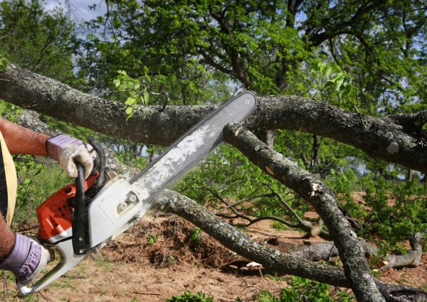 Cost of Tree Branch Cutting in Olathe