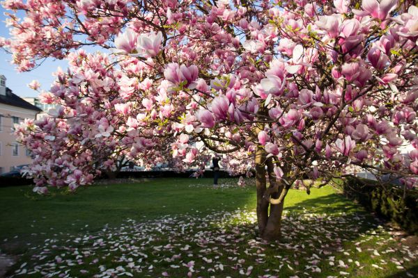 Cost of Ornamental Tree Pruning in Olathe