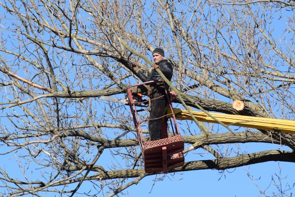 Cost of Emergency Tree Trimming in Olathe