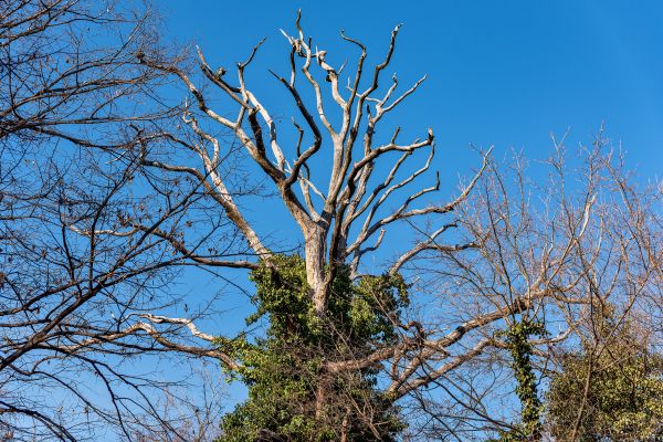 Cost of Deadwood Removal in Olathe