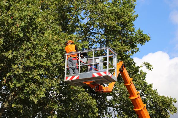 Commercial Tree Service in Olathe