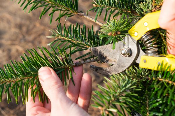 Cost of Pine Tree Pruning in Olathe