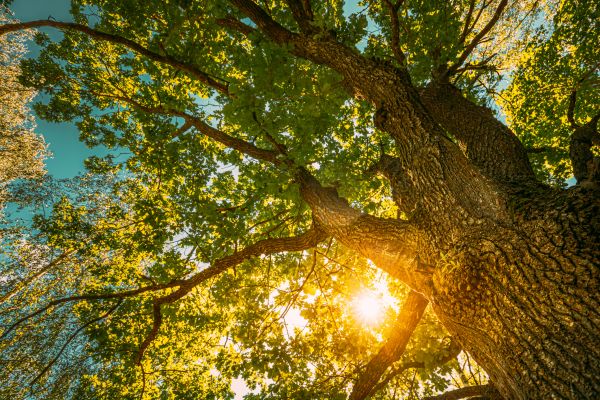 Cost of Oak Tree Pruning in Olathe