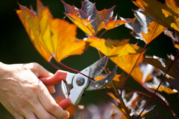Cost of Maple Tree Pruning in Olathe