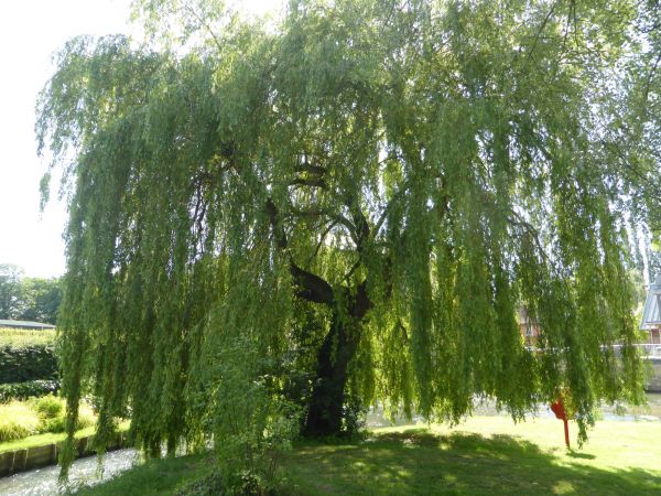 Cost of Willow Tree Trimming in Olathe