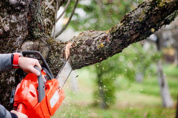 Cost of Tree Limbs Removal in Olathe