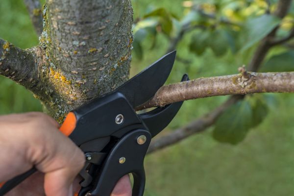 Cost of Tree Limb Cutting in Olathe