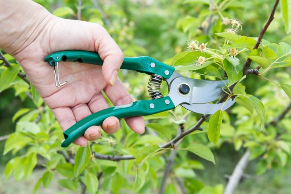 Cost of Pear Tree Pruning in Olathe