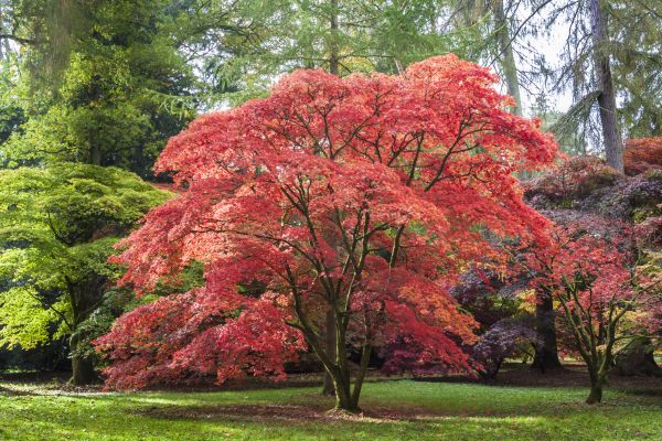 Japanese Maple Pruning in Olathe