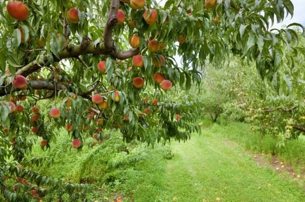 Cost of Peach Tree Pruning in Olathe