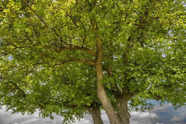 Cost of Walnut Tree Trimming in Olathe