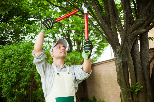 Cost of Tree Limb Pruning in Olathe