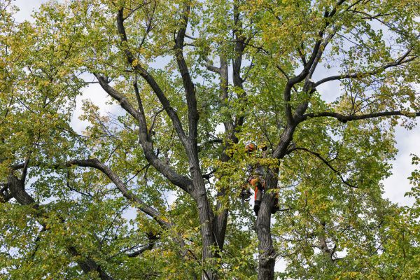 Cost of Tree Crown Shaping in Olathe