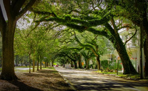 Cost of Tree Canopy Thinning in Olathe