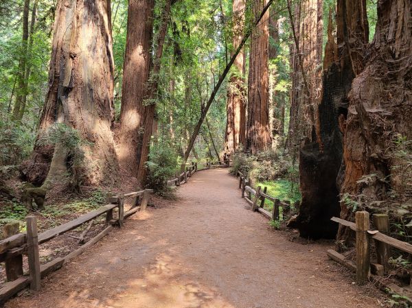 Cost of Redwood Tree Pruning in Olathe