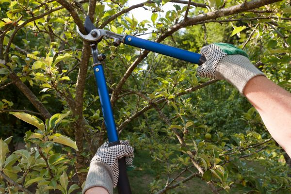 Cost of Residential Tree Pruning in Olathe