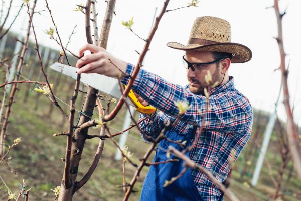 Cost of Orchard Tree Pruning in Olathe