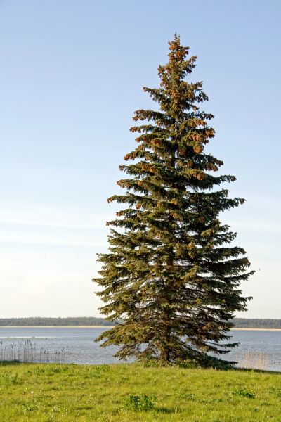 Cost of Spruce Tree Pruning in Olathe