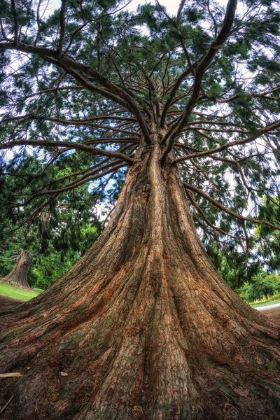 Cost of Cedar Tree Pruning in Olathe