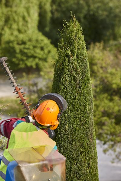 Cost of Cypress Tree Trimming in Olathe