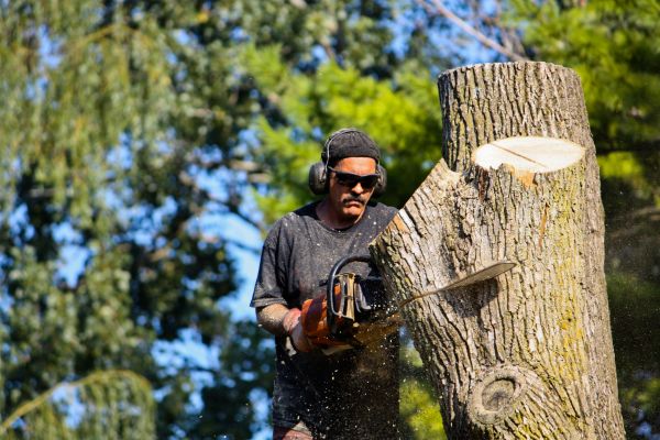 Cost of Ash Tree Pruning in Olathe
