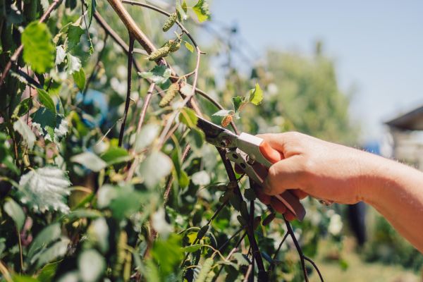 Cost of Birch Tree Pruning in Olathe