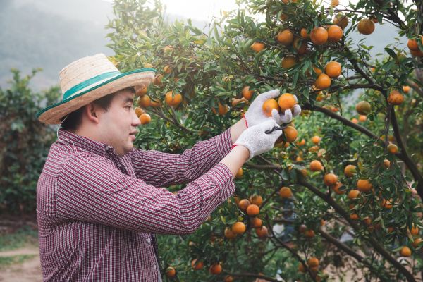 Cost of Orange Tree Pruning in Olathe