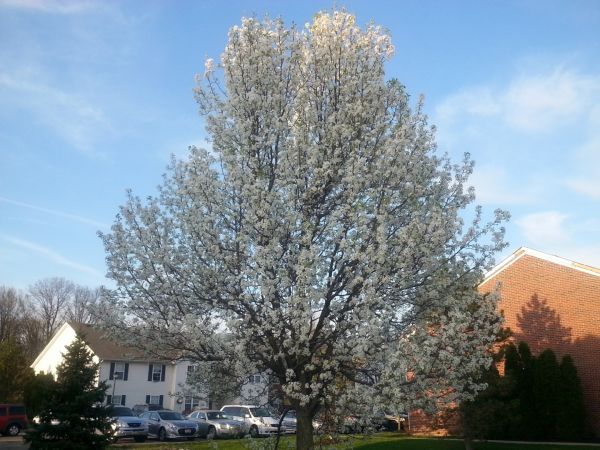 Cost of Bradford Pear Tree Pruning in Olathe