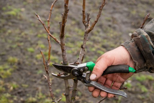 Cost of Pear Trees Pruning in Olathe