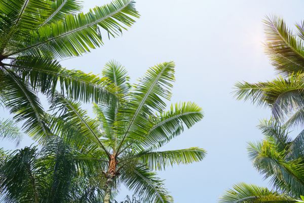 Cost of Queen Palm Tree Trimming in Olathe