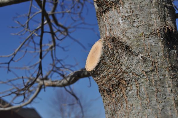 Cost of Limb Pruning in Olathe
