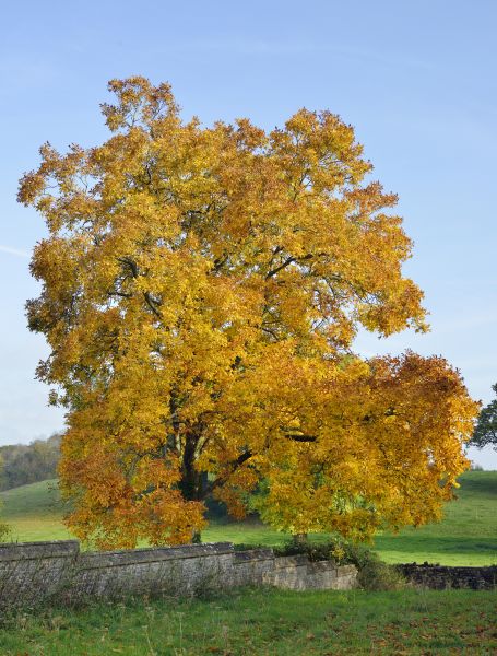 Cost of Hickory Tree Trimming in Olathe