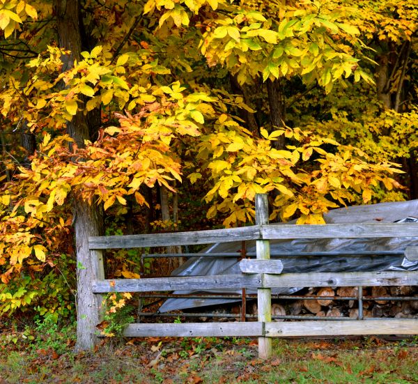 Cost of Hickory Tree Pruning in Olathe