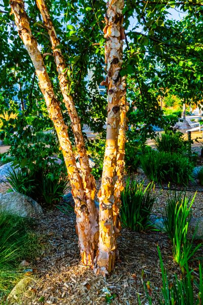Cost of River Birch Trimming in Olathe