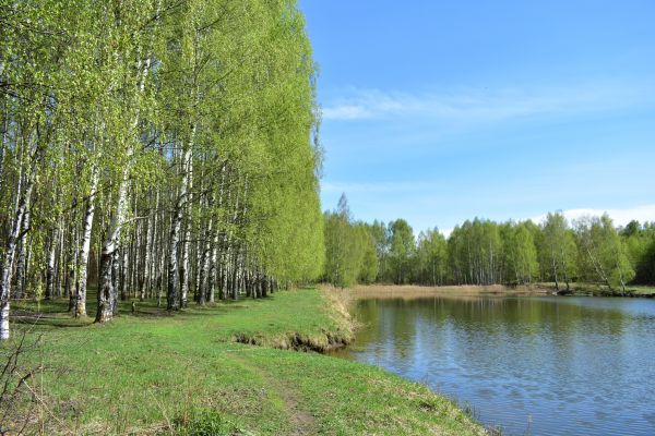 Cost of River Birch Pruning in Olathe