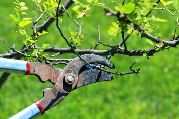 Cost of Branches Pruning in Olathe