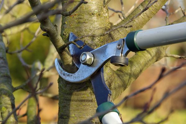 Cost of Tree Limb Trimming Service in Olathe