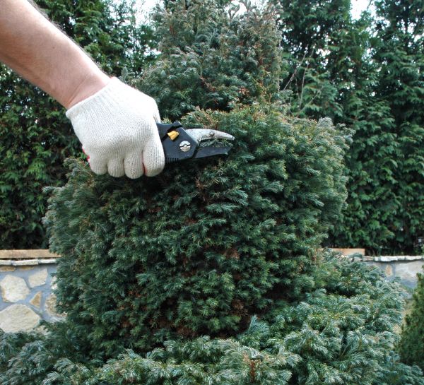Cost of Ornamental Tree Trimming in Olathe