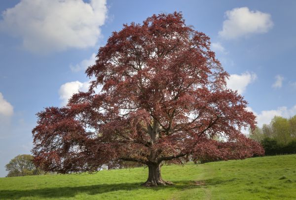 Cost of Beech Tree Pruning in Olathe