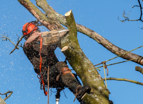 Tree Trimming Service in Olathe
