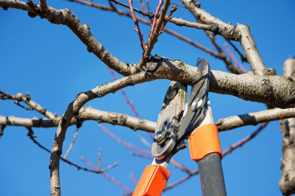 Tree Pruning in Olathe