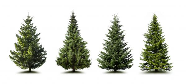 Cost of Pine Tree Trimming in Olathe